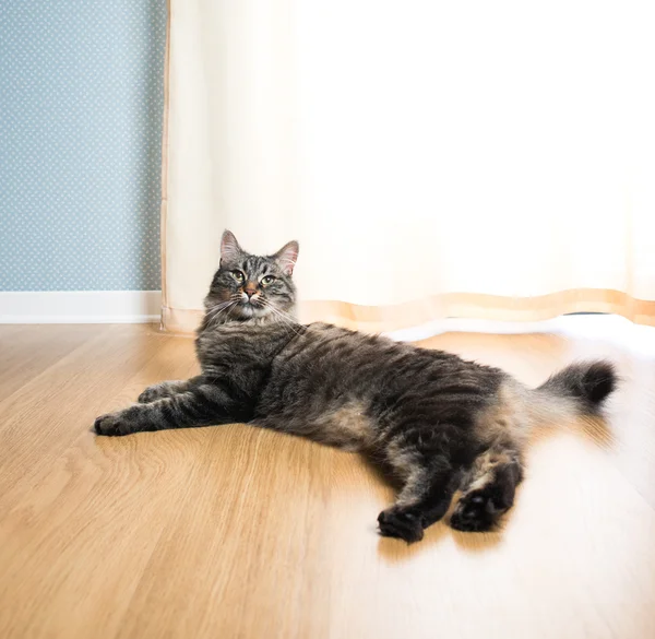 Gato relaxante no chão — Fotografia de Stock