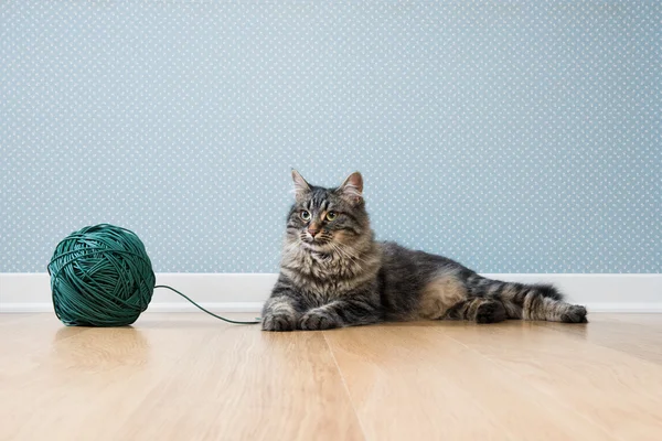 Katze mit Klaue — Stockfoto