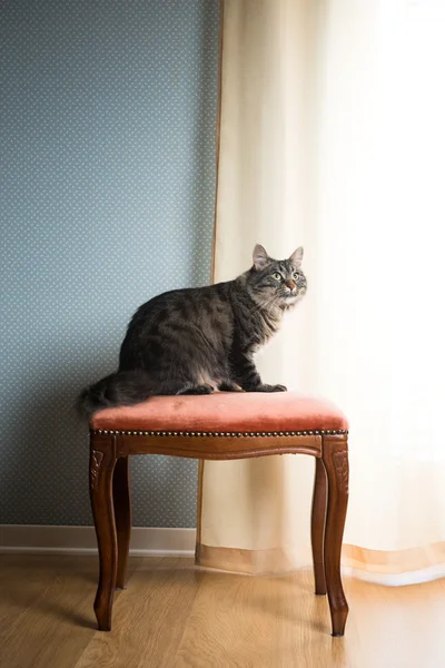 Schöne Katze auf Vintage-Hocker — Stockfoto