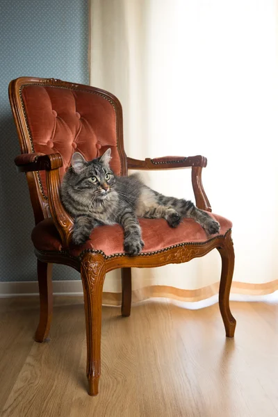 Katt på röd sammet stol — Stockfoto