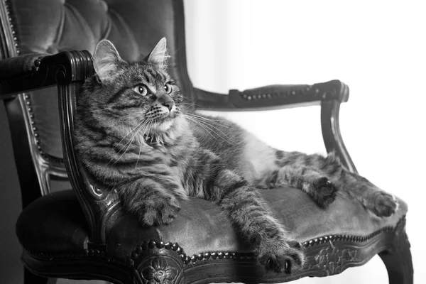 Gato na cadeira de veludo vermelho — Fotografia de Stock