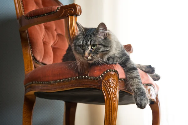 Katt på röd sammet stol — Stockfoto