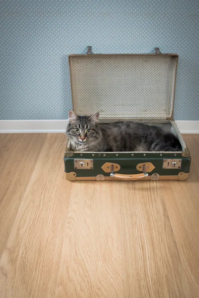 Carino gatto in una valigia vintage — Foto Stock