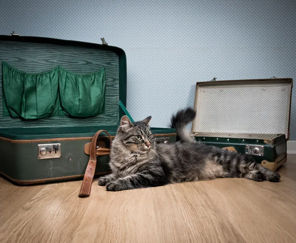 Reizen met uw kat — Stockfoto