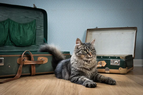 Reisen mit der Katze — Stockfoto