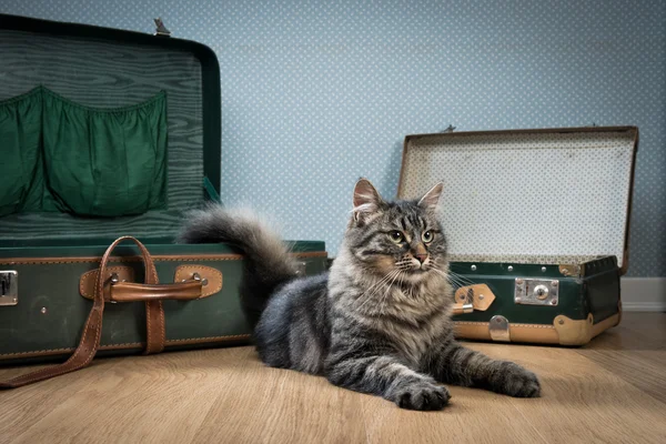 İle senin kedi seyahat