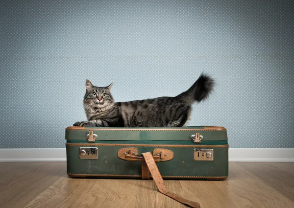 Gato bonito com malas vintage — Fotografia de Stock