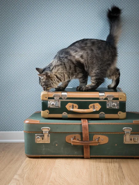 Beau chat avec valises vintage — Photo