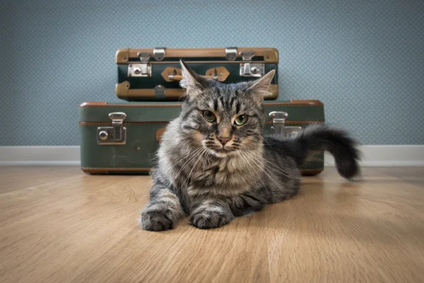 Gato bonito com malas vintage — Fotografia de Stock