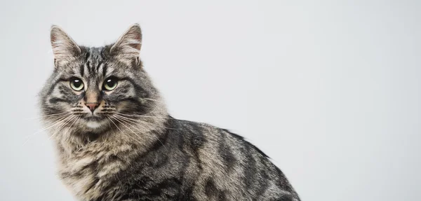 Schöne Katze posiert — Stockfoto