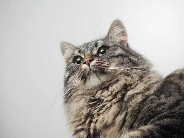 Bonito gato olhando para longe — Fotografia de Stock