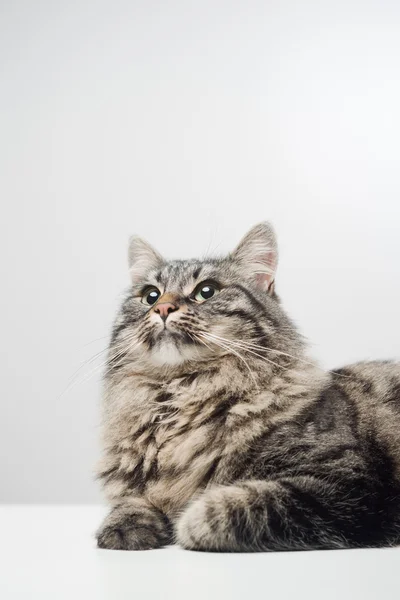 Lindo gato mirando hacia otro lado —  Fotos de Stock