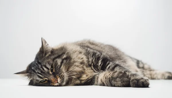 Lazy cat napping — Stock Photo, Image