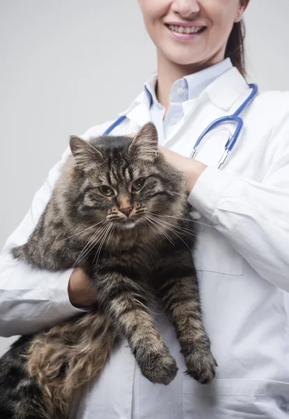 Veterinaria femenina sosteniendo un hermoso gato — Foto de Stock