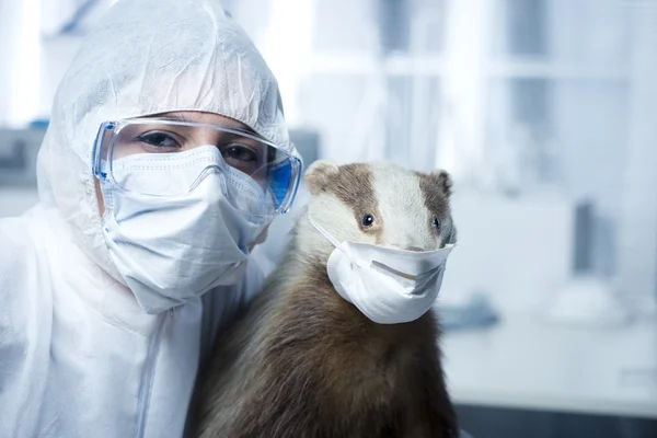 Researcher in protective suit and badger — Stock Photo, Image