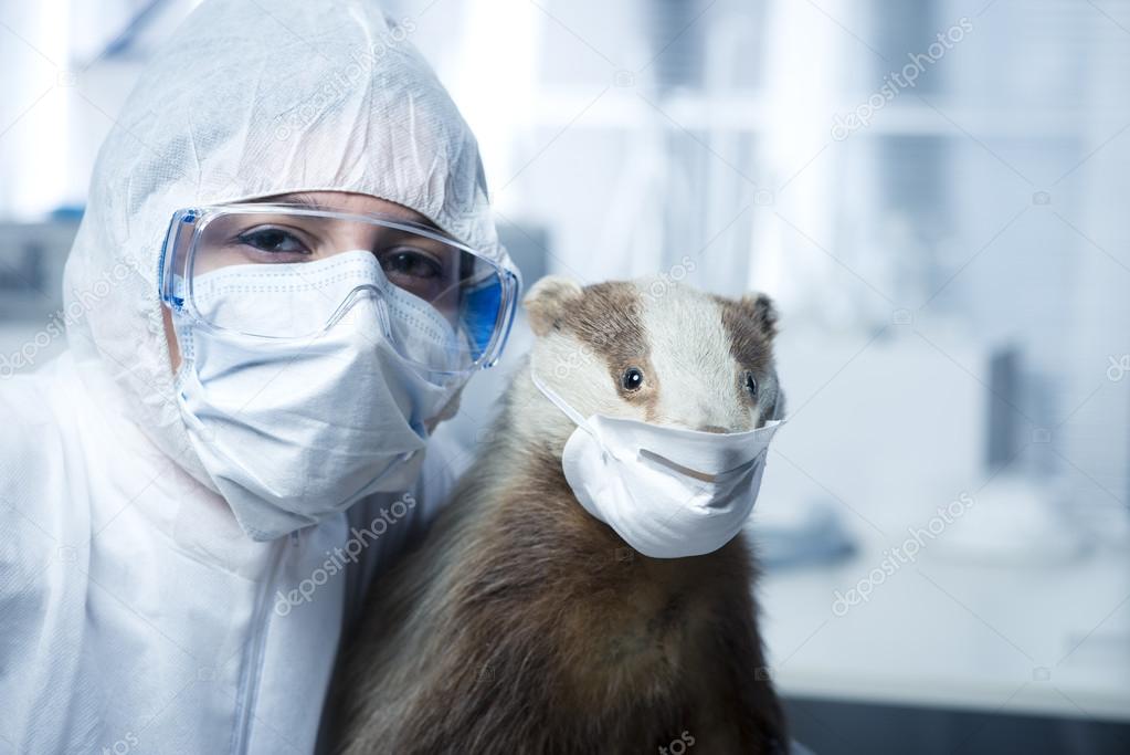 Researcher in protective suit and badger