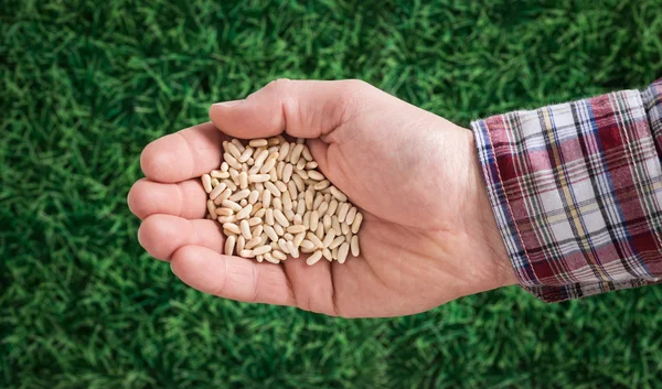 Farmer sowing seeds — Stock Image Farmer sowing seeds Stock Photo