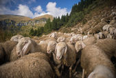 Stádo ovcí pasoucí se v přírodě