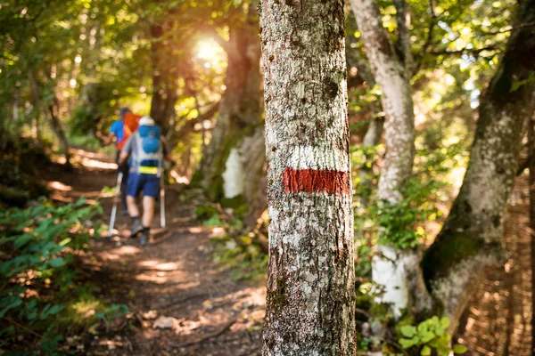 People mountain hiking in the woods — Stock Photo, Image