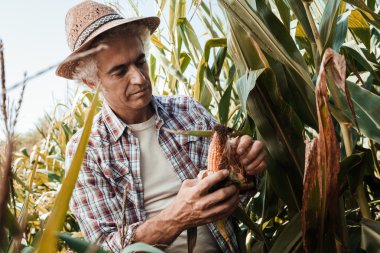 Farmer checking corn plants in the field clipart