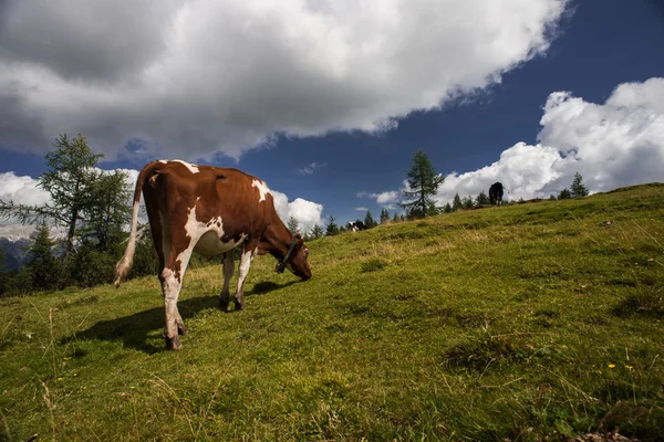 Cow grazing in a meadow — Stock Photo, Image