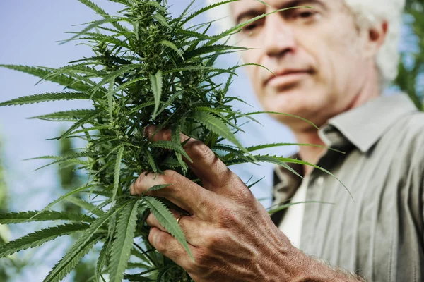 Agricultor sonriente revisando plantas de cáñamo — Foto de Stock