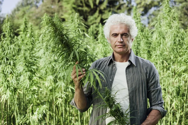 Agricultor verificando plantas de cânhamo — Fotografia de Stock