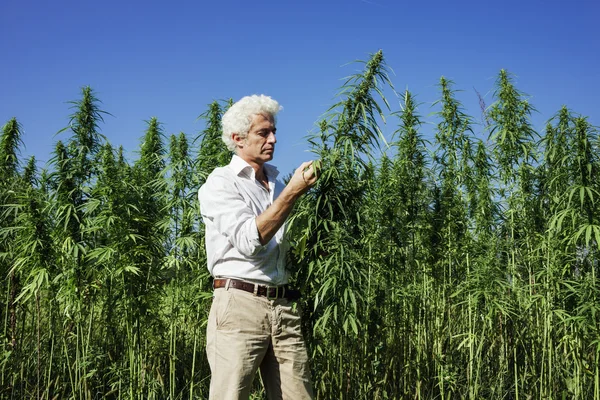 检查大麻植物的自信企业家 — 图库照片
