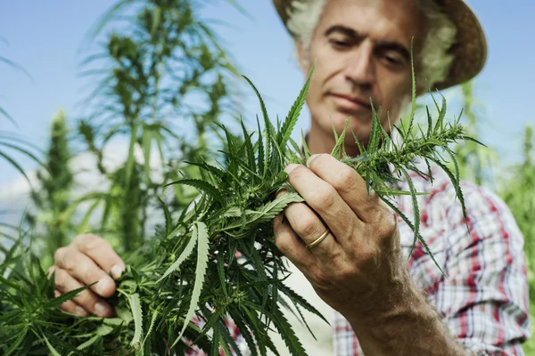 Cânhamo, agricultor cultivo de cânhamo e verificação do crescimento das plantas — Fotografia de Stock