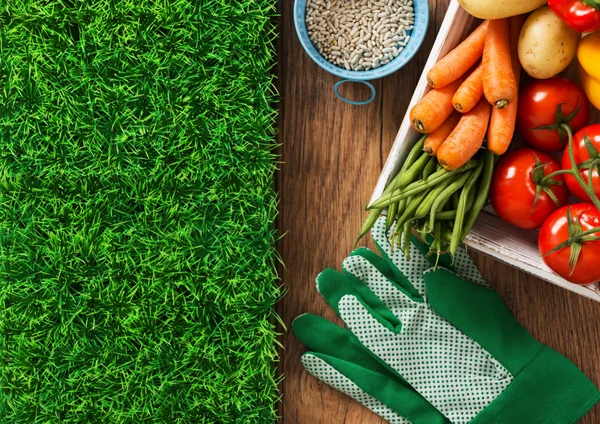 Verduras frescas cultivadas en casa —  Fotos de Stock