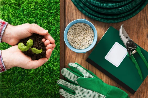 Mano de granjero con brote de albahaca — Foto de Stock