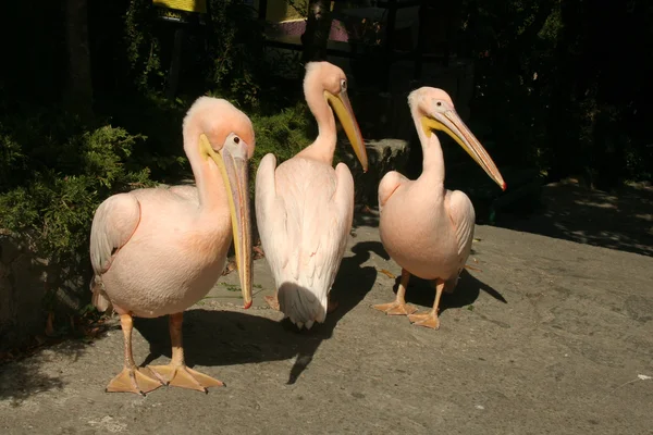 Pink Pelicans Yalta — Stock Photo, Image