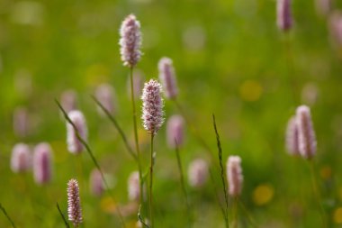 Alan çiçek Alpler, İtalya yakın çekim