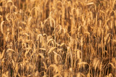 Tarlada buğday yetişiyor