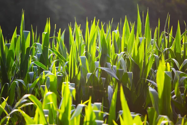 Corn field in the sun — Stock Photo, Image