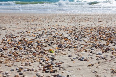 Sandy sahil şeridi ile kabukları yaz, Azak Denizi, Ukrayna