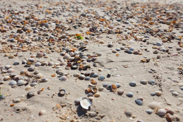 Linha de costa arenosa com conchas no verão, mar de Azov, Ucrânia — Fotografia de Stock