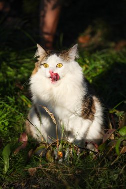 Big fluffy cat licks its mouth in the grass clipart