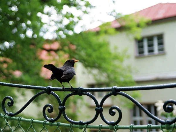Blackbird på i Karlsbad — Stockfoto