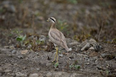The vigilant Huerequeque, guardian of the dry valleys of Amancay Sanctuary. Elegant and alert, it blends perfectly with the rugged landscape it calls home.