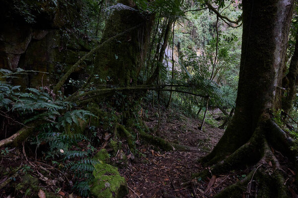 Yumbilla Falls plunges from the high cloud forest of Amazonas, carving its way into the valley below. One of the tallest waterfalls in the world, it embodies the raw beauty and hidden wonders of Perus landscapes.