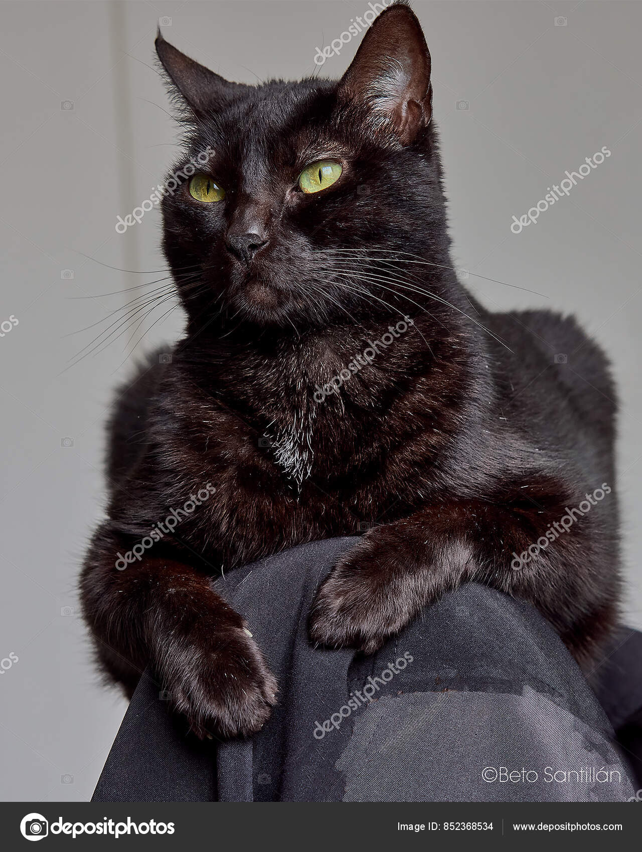 Occhi di gatto hi-res stock photography and images - Alamy, image size:1280x1700