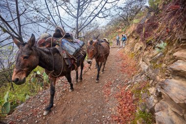 Choquequiraos engebeli arazisi her adımda macera ruhunu sınar. Zaman ve doğa tarafından oyulmuş bu dramatik And yamaçları Perus 'un en hayranlık uyandıran gizli hazinelerinden birine öncülük eder..