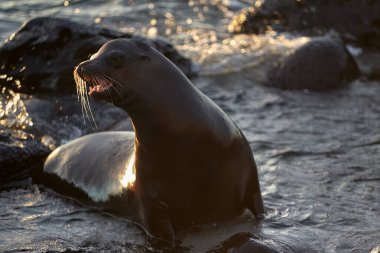 Galapagos yerlileri. San Cristbal Adası 'nda sıradan bir öğleden sonra. Bu şakacı deniz aslanları evlerini ziyaret edenlerle paylaşmaktan asla çekinmezler..