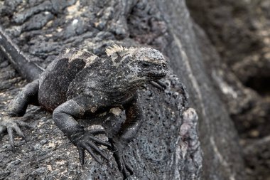 Galapagos deniz iguanaları bir evrim mucizesidir. Okyanusa dalıp kırmızı ve yeşil alglerle beslendikten sonra vücut ısılarını düzenlemek için güneşte kavrulmuş volkanik kayalarda toplanırlar.
