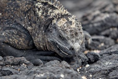 Galapagos deniz iguanaları bir evrim mucizesidir. Okyanusa dalıp kırmızı ve yeşil alglerle beslendikten sonra vücut ısılarını düzenlemek için güneşte kavrulmuş volkanik kayalarda toplanırlar.