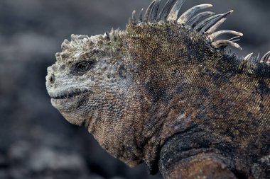 Galapagos deniz iguanaları bir evrim mucizesidir. Okyanusa dalıp kırmızı ve yeşil alglerle beslendikten sonra vücut ısılarını düzenlemek için güneşte kavrulmuş volkanik kayalarda toplanırlar.