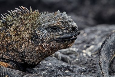 Galapagos deniz iguanaları bir evrim mucizesidir. Okyanusa dalıp kırmızı ve yeşil alglerle beslendikten sonra vücut ısılarını düzenlemek için güneşte kavrulmuş volkanik kayalarda toplanırlar.