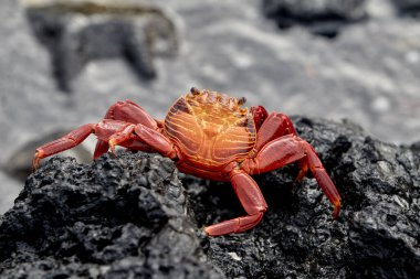 Hem karanın hem de denizin efendisi olan deniz iguanası Isabela Adası 'nın en ikonik sakinlerinden biridir. Tarih öncesi görünüşleri ve tuzla kaplı kafalarıyla bu nazik sürüngenler takımadaların volkanik geçmişine büyüleyici bir bağlantı oluşturuyorlar..