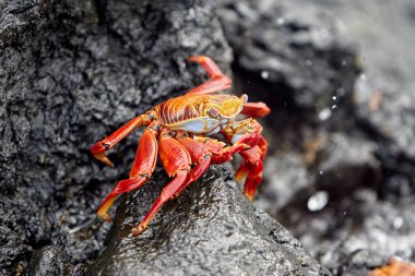 Hem karanın hem de denizin efendisi olan deniz iguanası Isabela Adası 'nın en ikonik sakinlerinden biridir. Tarih öncesi görünüşleri ve tuzla kaplı kafalarıyla bu nazik sürüngenler takımadaların volkanik geçmişine büyüleyici bir bağlantı oluşturuyorlar..